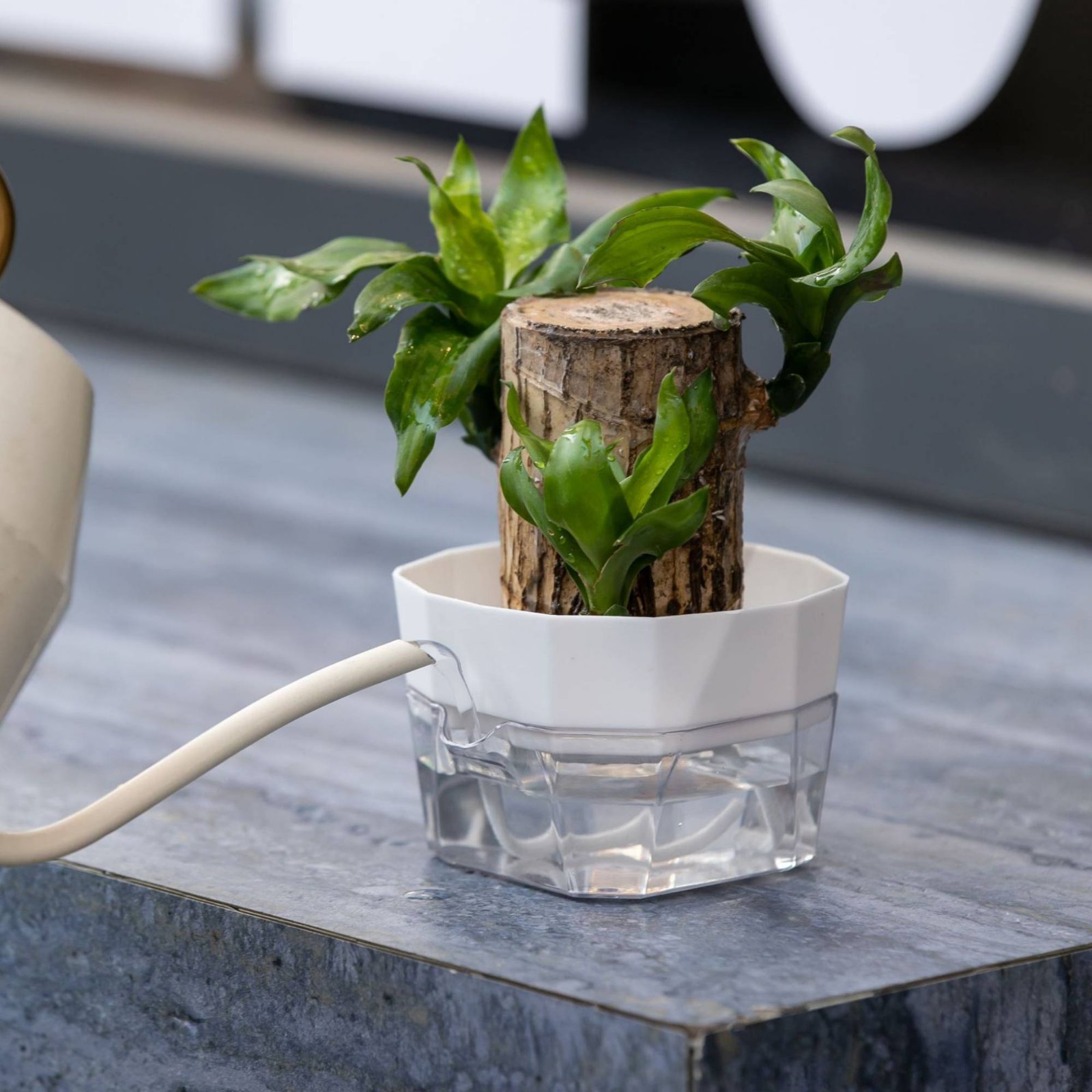 수경 재배용 전구 화분 2단 디자인 전구형 자동 급수  - Plant Pot 리뷰 및 가격