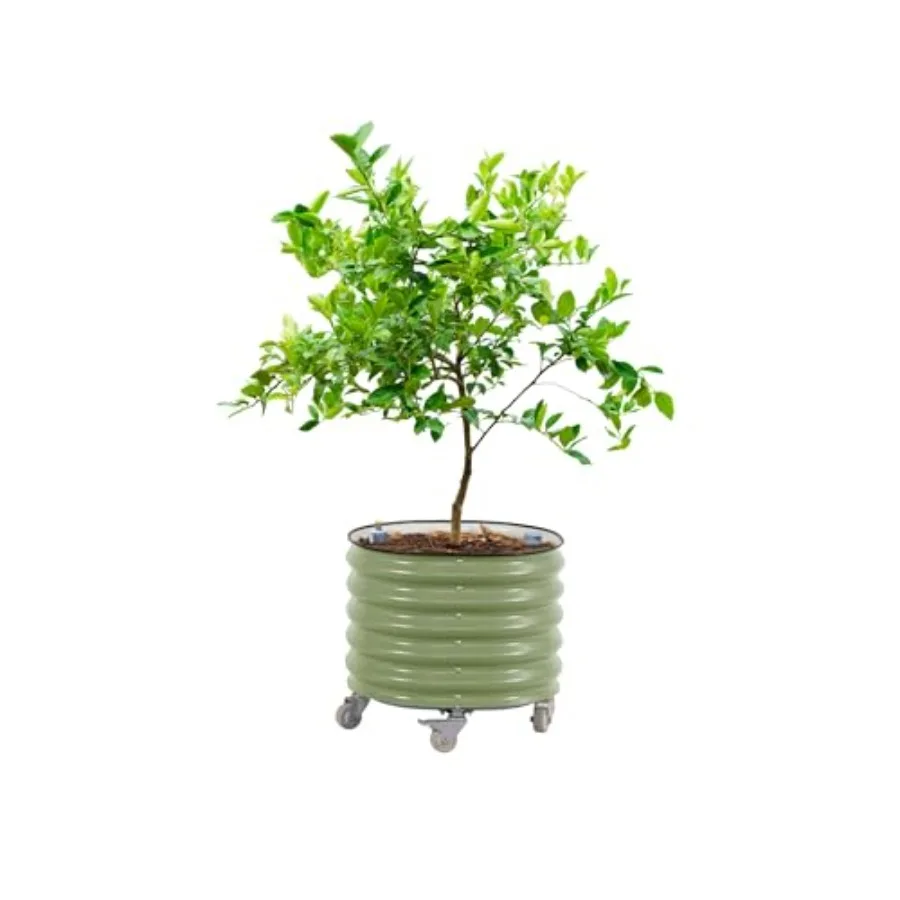 롤링 시트러스 나무 화분 3세대, 자동 급수 기능, 지 - Self Watering Planter 리뷰 및 가격
